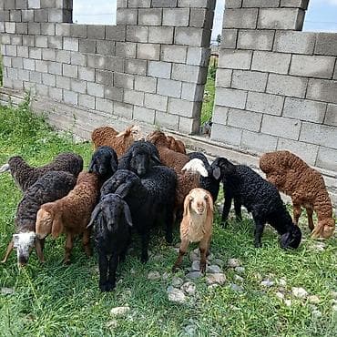 алла тоо: Сатам | Козу | Көбөйтүү үчүн | Асыл тукумдуу — 3