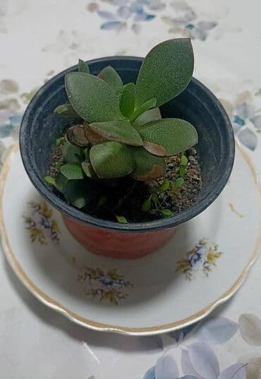 сколько стоят гипсофилы: Есть в продаже : фиалки темно фиолетовые махровые, хлорофитум — 3