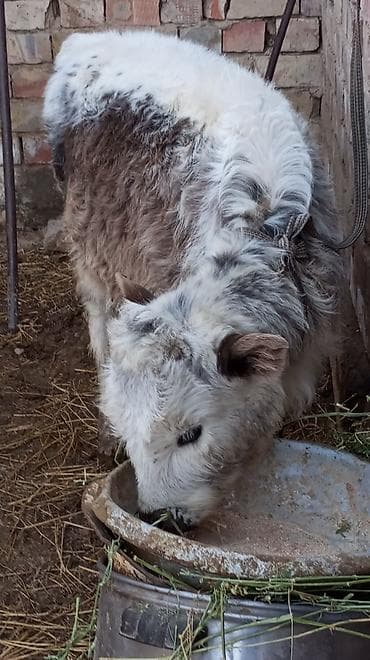 бычки швиц: Продаю | Тёлка | На откорм | Привязанные — 2