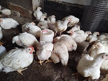 коротколапая кошка: Продаю | Цыплята | Бройлерная | На забой — 3
