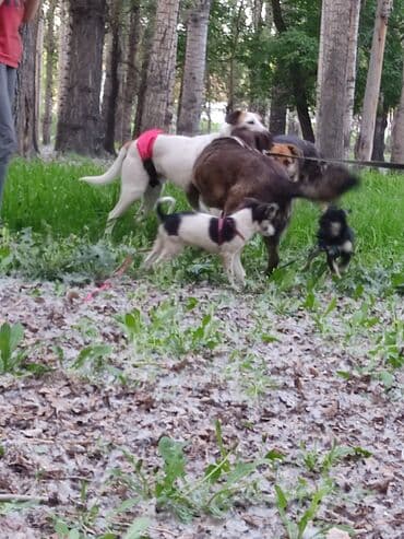 щенки белгийскоц овчарки: Ит бекер берилет: 2 айлык, Эркек — 33