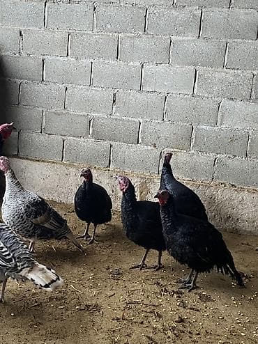 полукров тай: 1 индюк 6 индюшек Индюк и 4 индюшки порода черный принц Двое индюшек — 2