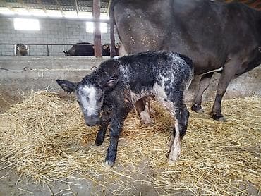 бука быки: Продаю | Музоо, торпок | На откорм — 4