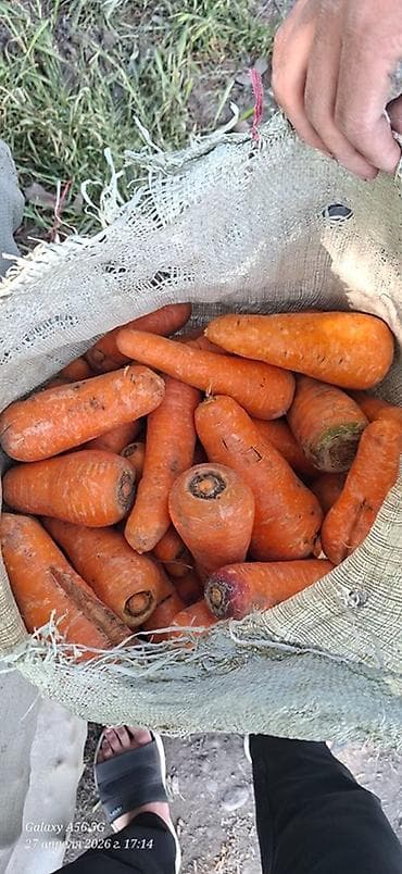 новые мешки: Морковь Оптом — 3