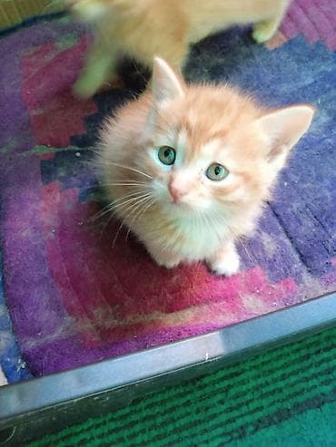 кошка мышык: Котята-домашние компаньон - Породы/масти: классические — 2