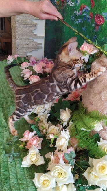 купить породистых котят: Привет друзья. красивейший новый помет бенгальских котят. сейчас нам — 3