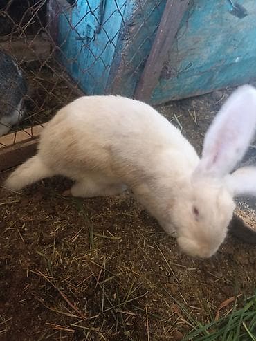 продажа кормов для сельскохозяйственных животных: Коендор сатылат пародасы великан баасы келищим турдо 2 коен баасы — 9