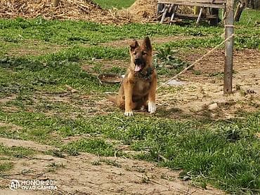 цена хаски щенок: Овчарка, 5 месяцев, Самка — 7