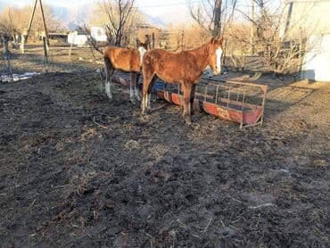 разведение сельскохозяйственных животных: Продаю | Жеребец, Жеребенок | Полукровка | Для разведения | Племенные — 1