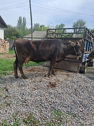 коровы самка: Продаю | Корова (самка) | Полукровка | Для молока | Привязанные — 6