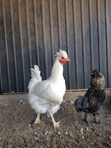 наполнители для кошек: Петушки — 6