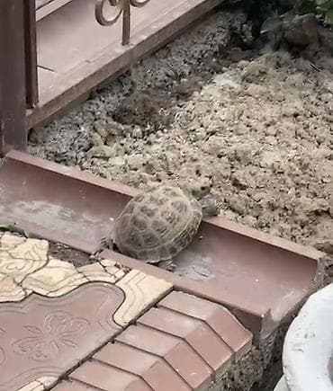 Среднеазиатская сухопутная черепаха (Testudo horsfieldii). -
