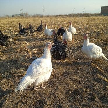 где купить фазанов для разведения: Продаются индюки на мясо. Выращенные на свободе в поле. Корм составлял — 5