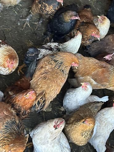 брама цеплята: Продаю | Куры, Петух | Домашняя, Кучинская | На забой, Для разведения — 2