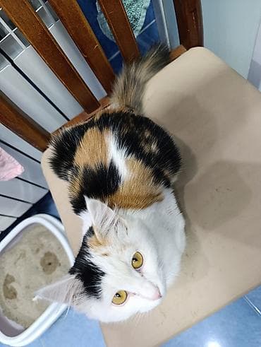 сазан живой: 6 месяцев, Девочка, Приучена к лотку — 4