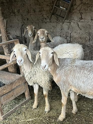 жаны асый: Сатам | Ургаачы кой (ургаачы) — 5