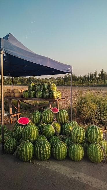 Арбузы Оптом, В розницу, Самовывоз