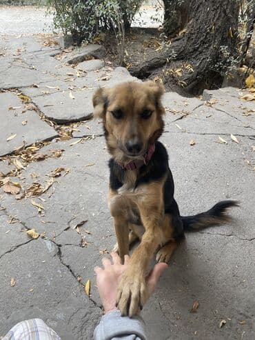 домик для собаки купить: Собака даром: 1 год, Самка, С прививкой — 4