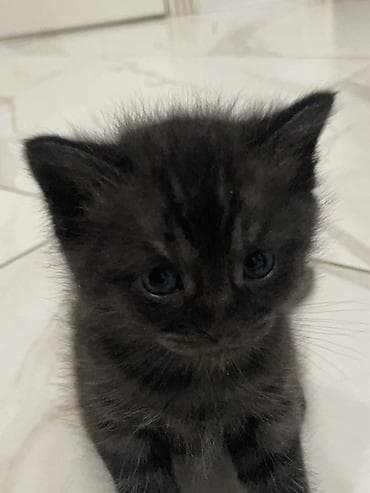 кошк: Котята серого и черно-серого окраса Черные-серые: 2 мальчика Серые-1 — 4