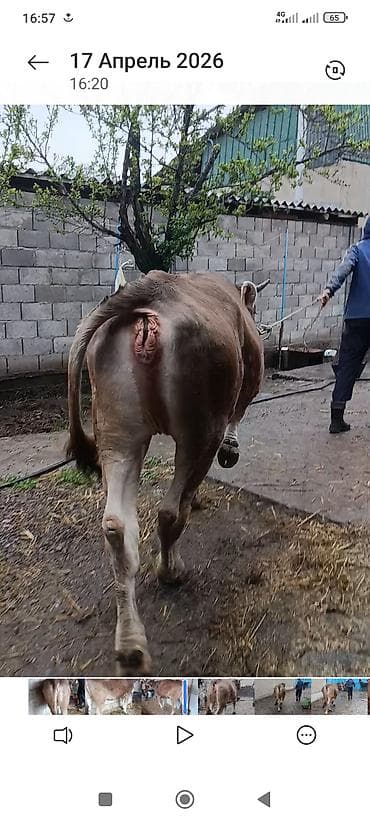 французский бульдог: Продаю | Тёлка | Для разведения | Нетель — 3