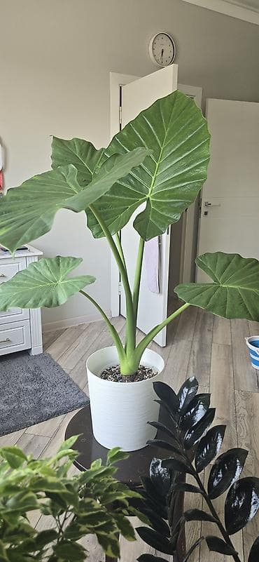 фонарь подсвечник: Алоказия «Крупнолистная» (вероятно Alocasia macrorrhizos/odora) в — 1