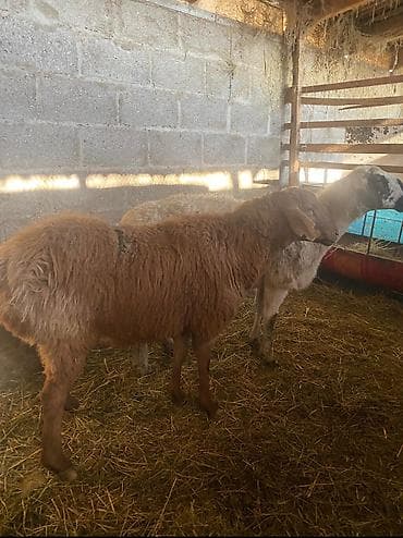 Продаю | Овца (самка) | Для разведения
