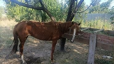 брама корооз: Продаю | Кобыла (самка) | Рабочий | Племенные — 2