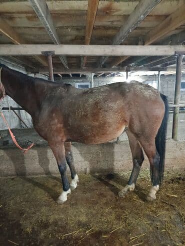 Лошади, кони: Продаю | Кобыла (самка) | Английская, Полукровка | Рабочий — 6