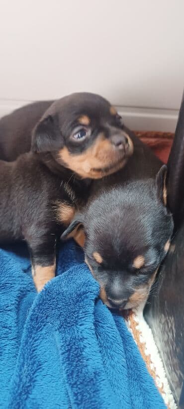 акустические системы microusb колонка в виде собак: Малыши ждут своих новых хозяев. Тойчики мальчик Порода: русский той — 5