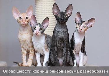 Корниш-рекс — элегантные кошки с волнистой, бархатистой шерстью и — 5