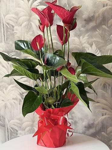 покрывала на кровать: Антуриум (Anthurium andraeanum) в декоративной упаковке - Эффектное — 1