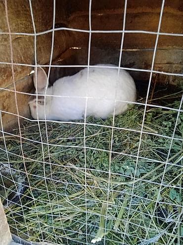 щенки охотничьих собак: Продаю | Кролик самец | Для разведения | Племенные — 7