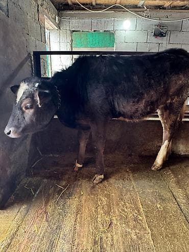 Зоотовары: Продаю | Тёлка | На откорм | Привязанные — 1