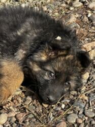 акустические системы sharp колонка в виде собак: Немецкая овчарка, 2 месяца, Самец, С прививкой, С родословной — 9