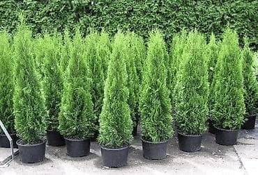 вешалка для костюма напольная деревянная: Саженцы деревьев: Туи, Платная доставка — 6