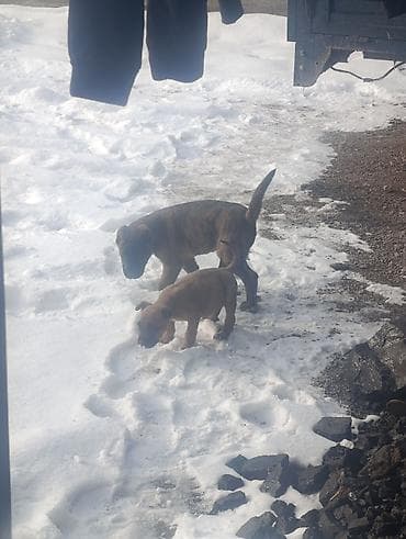 питбуль кабель: Продаю щенков большой Алабай сучька а Маленький пидбуль самец обмен — 1