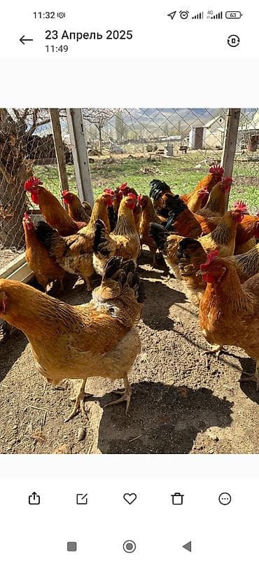 собаки сколько стоит: Продаю | Петух, Инкубационные яйца | Кучинская | На забой, Для разведения, Несушки — 4