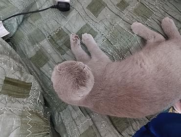 короткошерстные котята: Продаю Шотландская вислоухая кошка (Scottish Fold) - Порода — 5