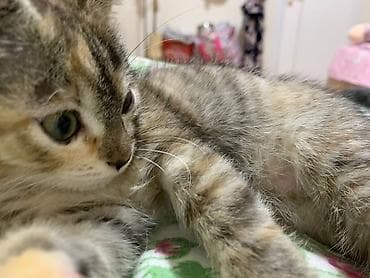 cat litter: Отдам в добрые руки, котенок девочка 4 мес. Переезжаем, не можем с — 2