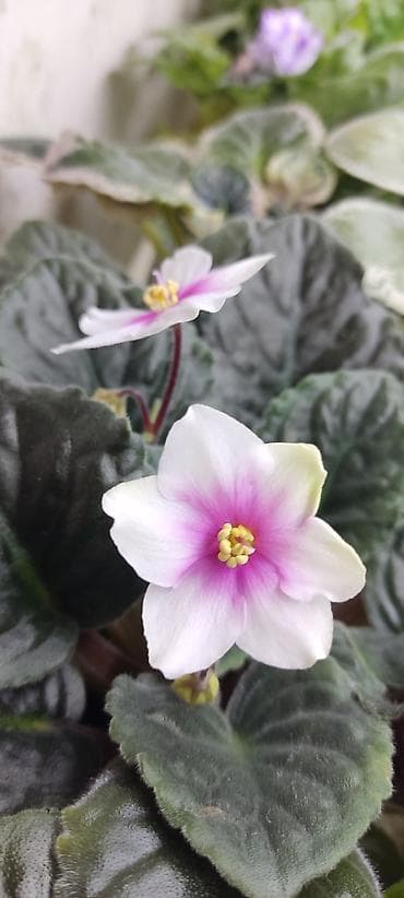 Продукты питания: Сортовые фиалкидетки,листовые черенки — 2