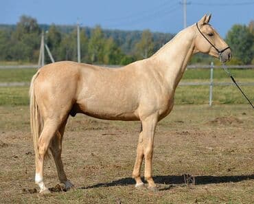 продажа кормов для сельскохозяйственных животных: Продаю | Жеребец | Конный спорт | Племенные — 1