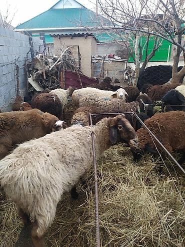 Үй жаныбарлары үчүн товарлар: Сатам | Ургаачы кой (ургаачы) | Көбөйтүү үчүн | Ургаачы — 3