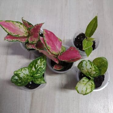 цветы уличные: Филодендроны, аглаонемы, гибискус, Антуриум красный — 4