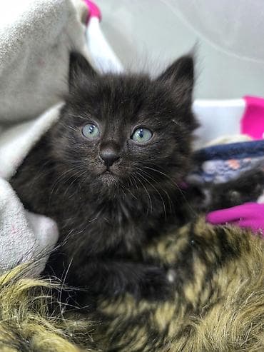 я ищу котёнка: Кошка даром: Беспородная, 2 месяца, Девочка — 2