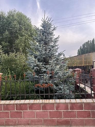пальмы цена: Ель голубая (Picea pungens Glauca) — взрослые декоративные деревья для — 5