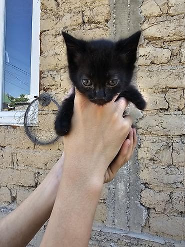 Продажа кошек: Котята, помет из 5 малышей. Особенности: - Окрас на выбор: чёрный — 5