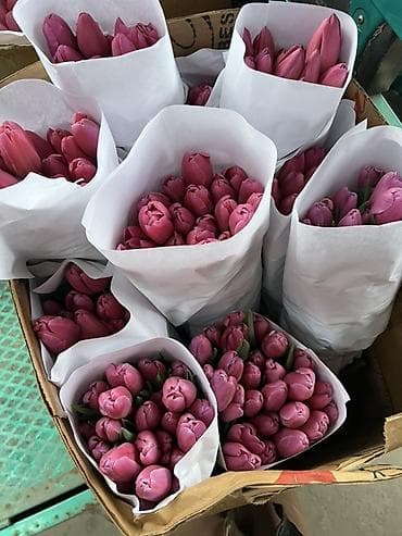 Үй жана бакча: Тюльпаны - Сорт: нежно-розовые тюльпаны с мягкой желтой каймой на — 5