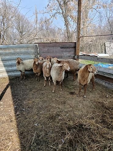 Коровы, быки: Продаю | Овца (самка) | Для разведения | Ярка — 5