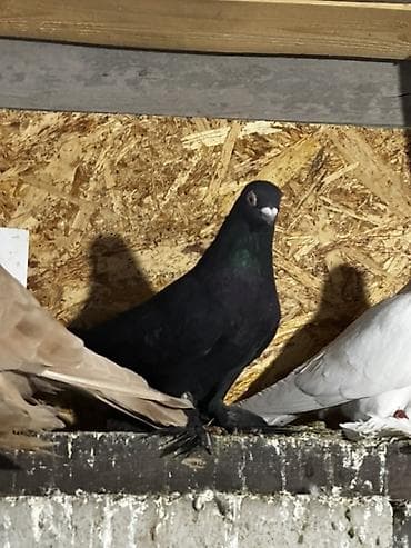 сколько стоят попугаи волнистые: Породистые декоративные голуби с оперёнными лапами (космачи) — 5