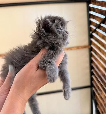 веслоухий кошка: Мейн-кун, 1 месяц, Девочка, Голубой, Приучена к лотку, Проглистована, С прививками — 9